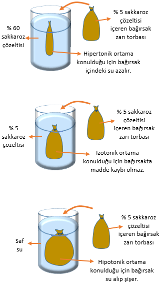 Farklı ortamlardaki osmoz durumları